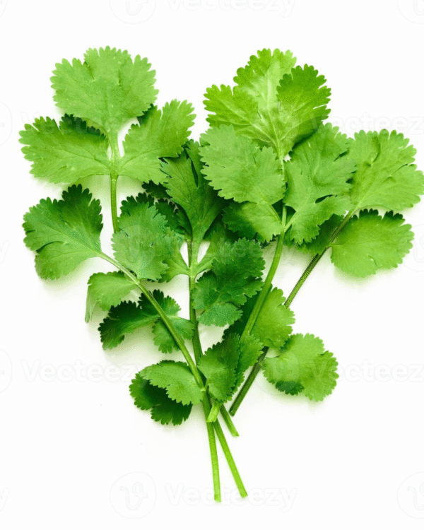 Coriander Leaves