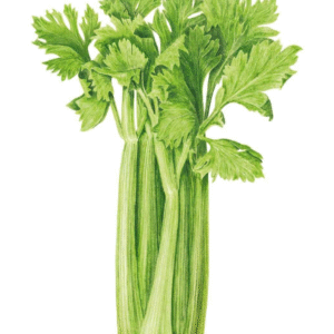 Celery