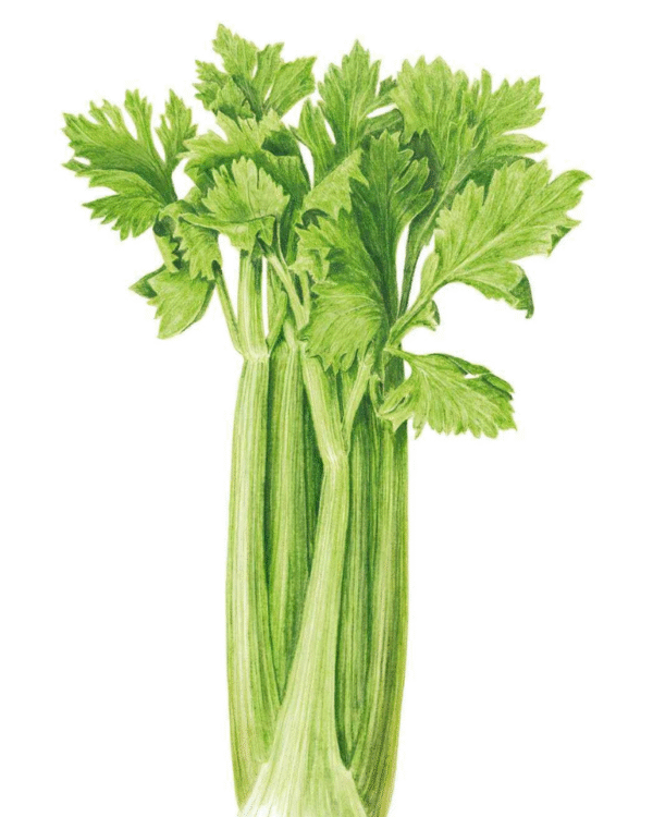 Celery