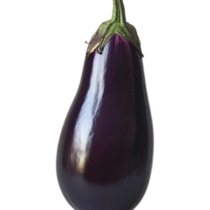 Brinjal dark purple