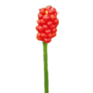 Arum