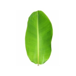 Banana Leaf