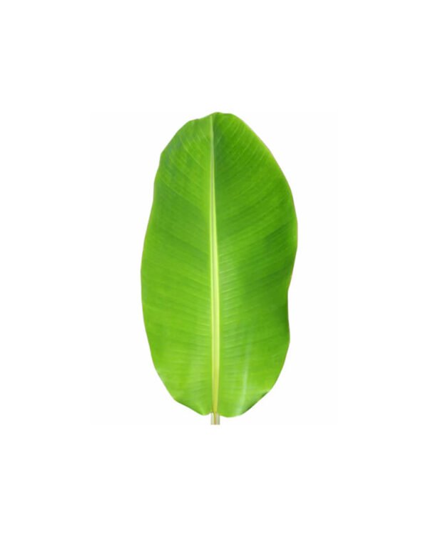 Banana Leaf