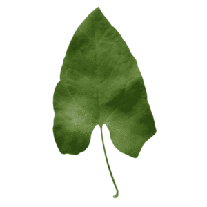 Leaf Of Arum