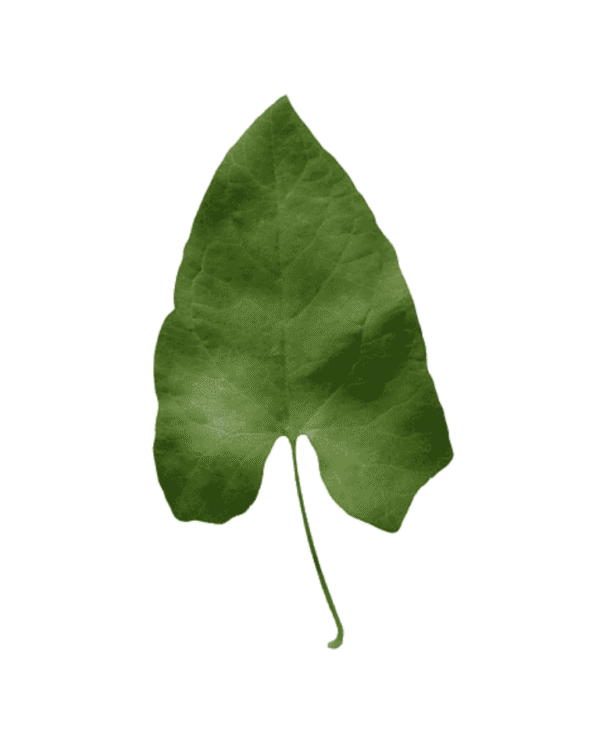 Leaf Of Arum