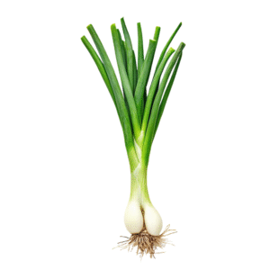 Onion New Crop