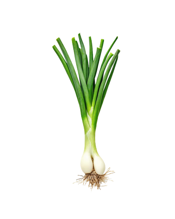 Onion New Crop