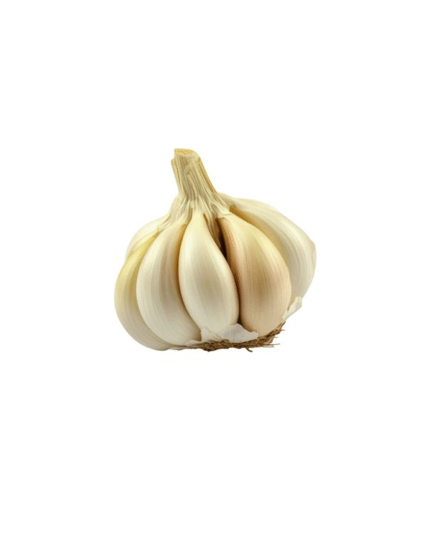 Garlic Normal