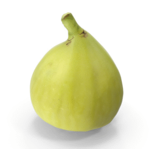Green Fig