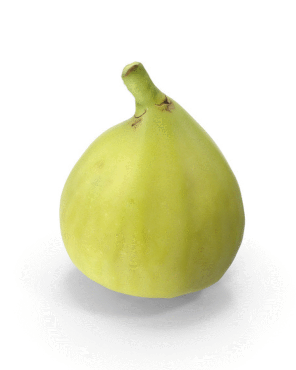 Green Fig