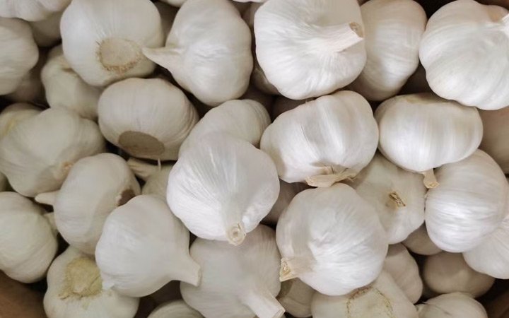 Garlic pure white wholesale suppliers in Dubai, UAE
